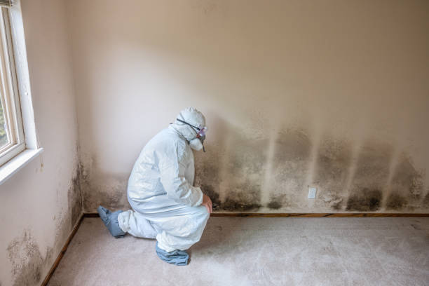 South Weber, UT Mold Inspection, Removal & Remediation Company